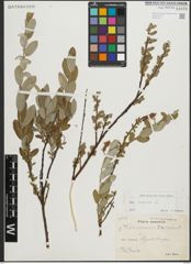 Foto von Salix repens L.